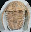 Rare Hamatolenus Trilobite - Long #8541-1